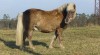 Prodám pony valáška - vhodný pro vožení dětí 33568_t.jpg