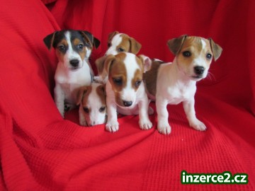 jack russel terier štěnátka_1 336086_1.jpg
