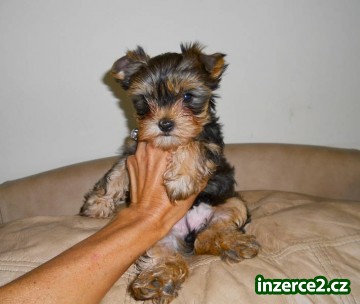 Nádherná Žena Yorkie štěně (3800kc)_1 336110_1.jpg