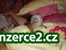 Krásný a roztomilý kapucínský Baby Monkeys pro přijetí na vánoční dárky_1 33636_1.jpg