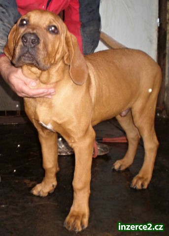 Tosa Inu - štěně_1 336926_1.jpg