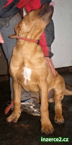 Tosa Inu - štěně_2 336926_2.jpg