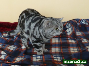 whiskas kotatka_1 33756_1.jpg