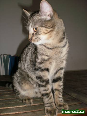 Daruji koťátka_1 337593_1.jpg
