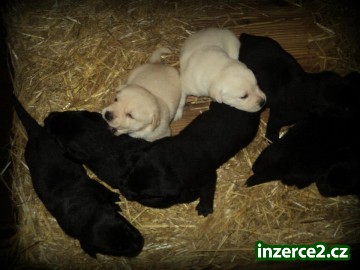 štěňata labradora s PP_1 337669_1.jpg