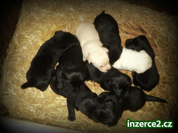 štěňata labradora s PP_2 337669_2.jpg