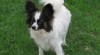papillon - motýlek 338204_t.jpg