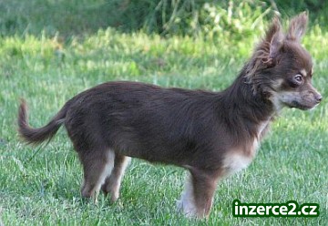 čivava dlouhosrstá mini fenka_2 338224_2.jpg