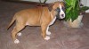 americky stafordsirsky terier 33838_t.jpg