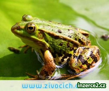 Epivet a Korovet plus Etovet za korunu_2 338418_2.jpg
