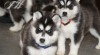 Sibirský husky štenata hledají domov. 339077_t.jpg