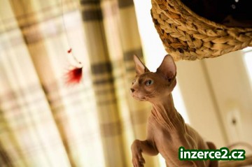 Kanadský Sphynx_2 339203_2.jpg
