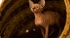 Kanadský Sphynx 339203_t.jpg