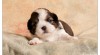 Shih-Tzu štěňátka 339508_t.jpg