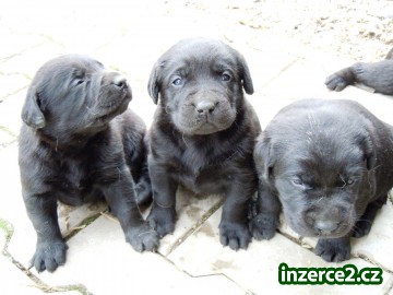 Labradorský retrívr_1 340866_1.jpg