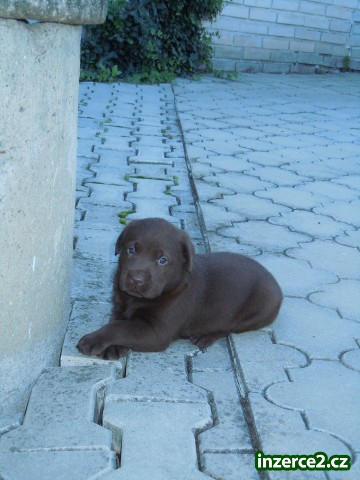 Labradorský retrívr_2 340866_2.jpg