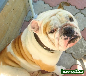 Anglický buldog_1 340875_1.jpg