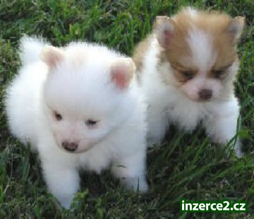 roztomilý Pomeranian štenata_1 341197_1.jpg