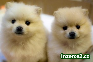 roztomilý Pomeranian štenata_2 341197_2.jpg