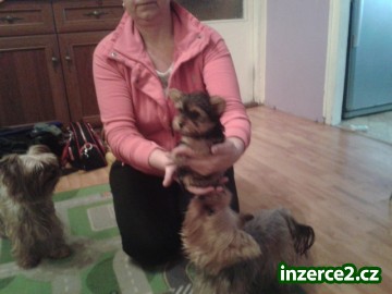 Jorkšírský teriér_1 341339_1.jpg