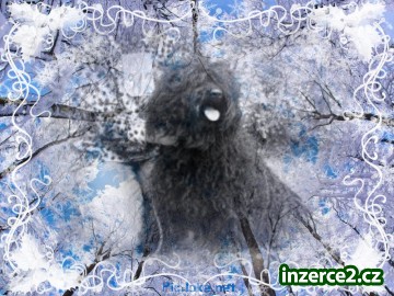 Puli bez pp plemeno s dredama_1 341442_1.jpg