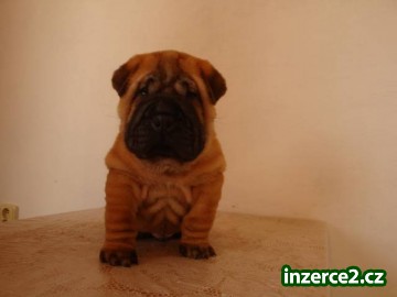 ŠARPEJ, Shar-pei_1 341619_1.jpg