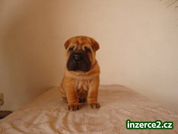 ŠARPEJ, Shar-pei_2 341619_2.jpg