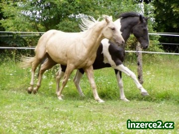 quarter horse_1 34190_1.jpg