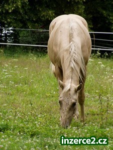 quarter horse_2 34190_2.jpg