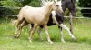quarter horse 34190_t.jpg