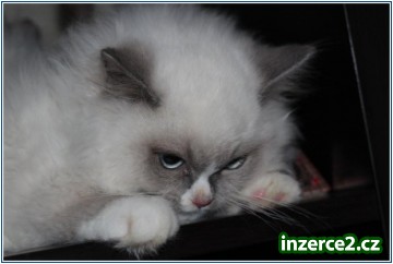 Ragdoll s PP_1 342045_1.jpg