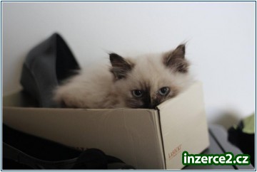 Ragdoll s PP_2 342045_2.jpg