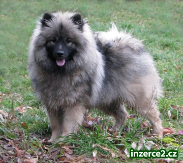 německý vlčí špic - keeshond_1 342237_1.jpg