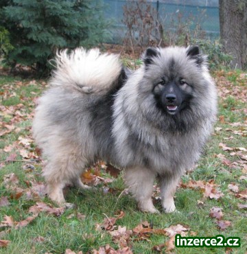 německý vlčí špic - keeshond_2 342237_2.jpg