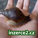 Achatina Reticulata_1 342243_1.jpg