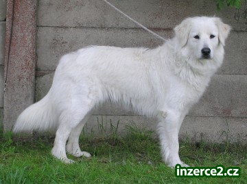 Štěňata Slovenský čuvač_1 342532_1.jpg