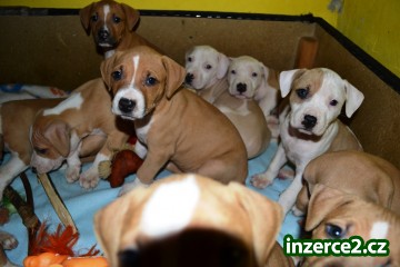 Americký pitbullteriér s PP_1 342715_1.jpg