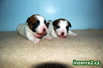 Jack Russell terrier_1 343079_1.jpg