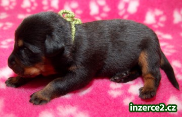 Beauceron štěňátka_1 343315_1.jpg