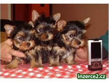 jorkšírský terrier s PP-štěňata_1 343536_1.jpg