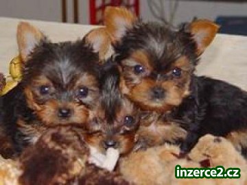 jorkšírský terrier s PP-štěňata_2 343536_2.jpg