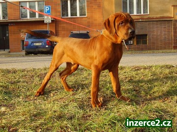 Tosa Inu-štěňátka s PP_1 344099_1.jpg