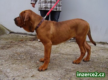 Tosa Inu-štěňátka s PP_2 344099_2.jpg