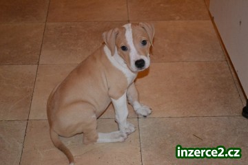 Americký pitbullteriér s PP_1 344537_1.jpg