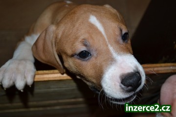 Americký pitbullteriér s PP_2 344537_2.jpg
