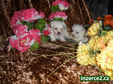 maltezáček_2 344540_2.jpg
