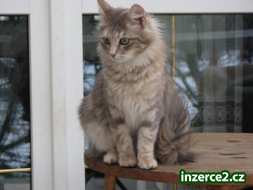 Turecká Angora_1 344653_1.jpg