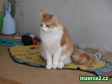 Turecká Angora_2 344653_2.jpg