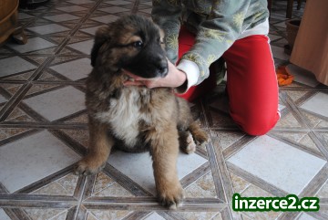 Kavkazský pastevecký pes-štěňata._2 344656_2.jpg