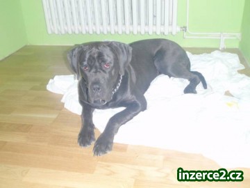 Přenechám za symbolickou cenu - roční doga fenka_1 345103_1.jpg
